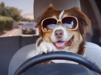 Customise This Dogs Funny Videos Driving a Car